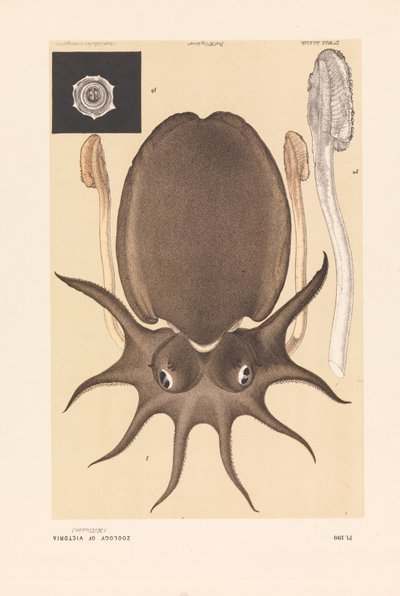 ملبورن سيبيا أو الحبار الكبير ، سيبيا أباما بواسطة جون جيمس وايلد